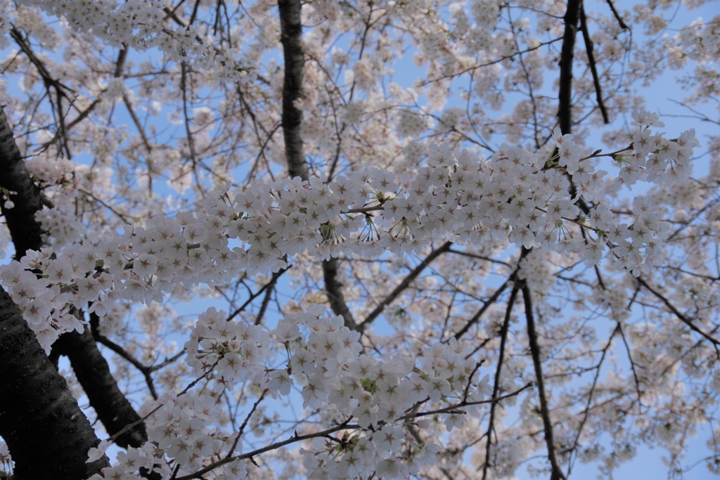 桜