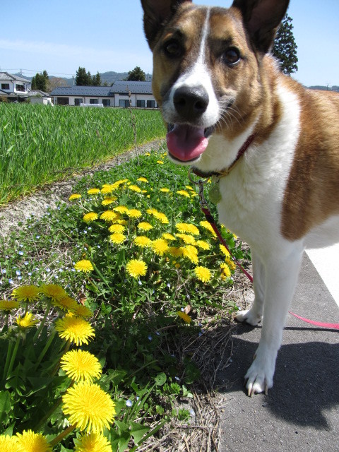 愛犬とたんぽぽ