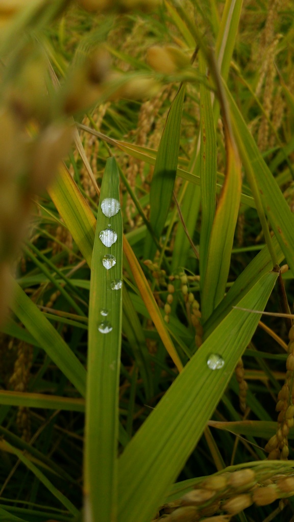 雨上がり