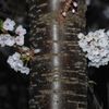 幹桜