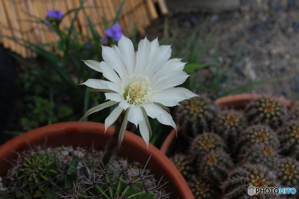 年に何度も咲くサボテン