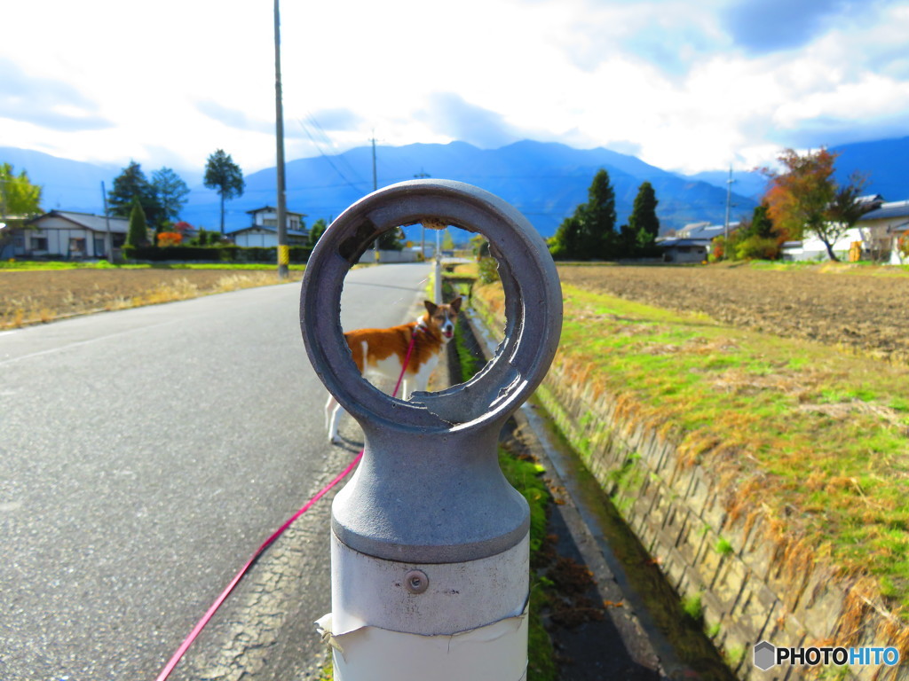 愛犬とお散歩