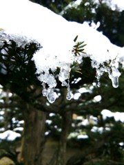 雪の日