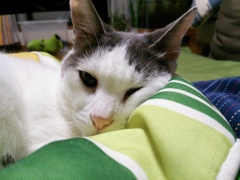 gyugyu