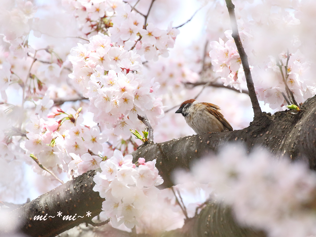 桜を愛でて