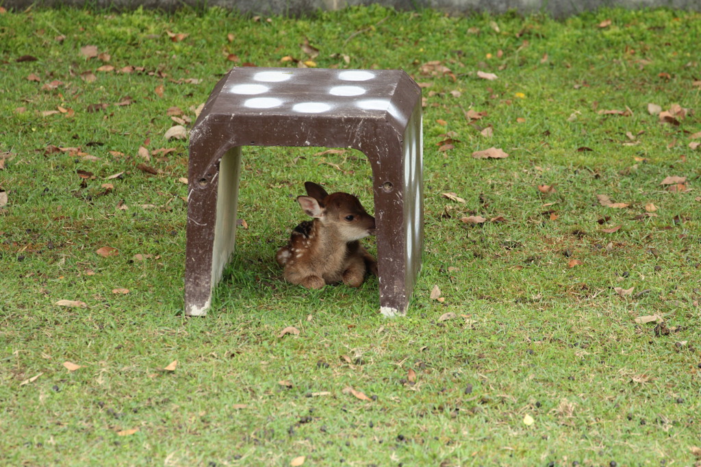 ⑤　もっとちびちゃんですね。