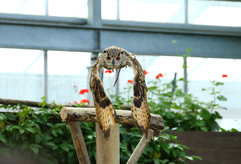 バードショウ②　ミミズク編　