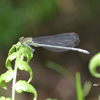 カワトンボ　♀　