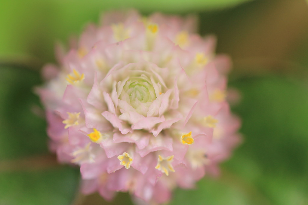 花の名前がわからない…