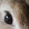 目はこんなにかわいいのに～