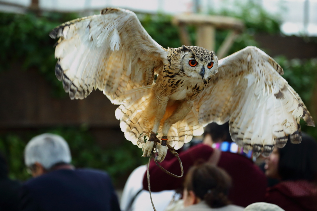 バードショウ④　ミミズク編