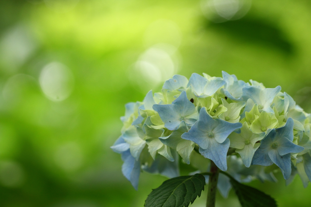 紫陽花の季節ですね～