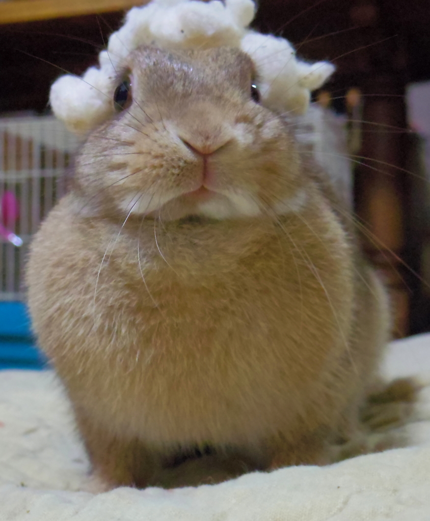 どや顔バッハ