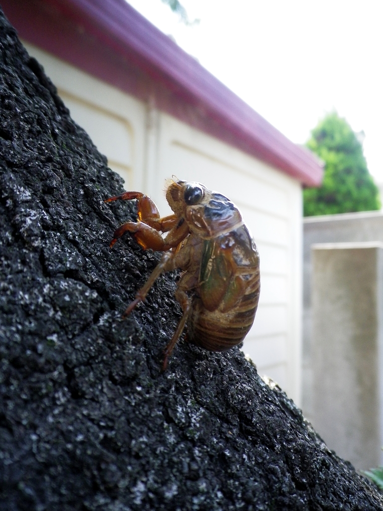 でてきちゃった。。。