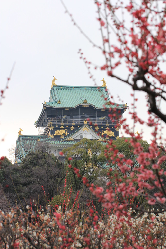 大阪城＞梅