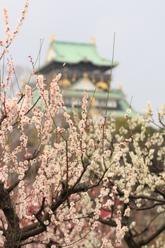 大阪城＜梅