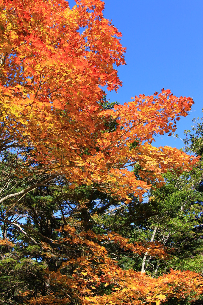 あおいね。紅いね。