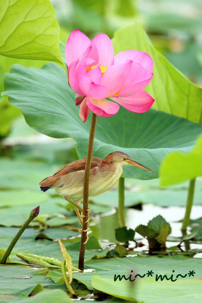 蓮のお花で。。。