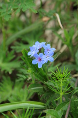 伊吹三合目の花