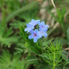 伊吹三合目の花