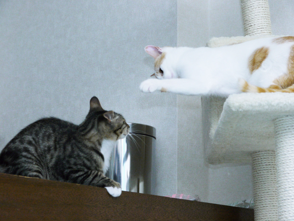 攻撃開始ニャ！