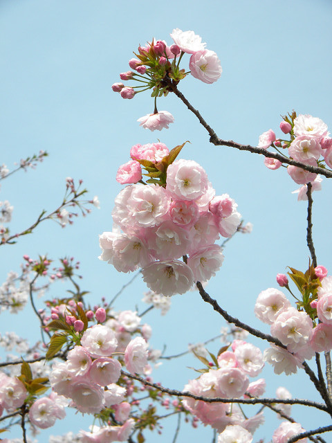 伊丹　八重桜