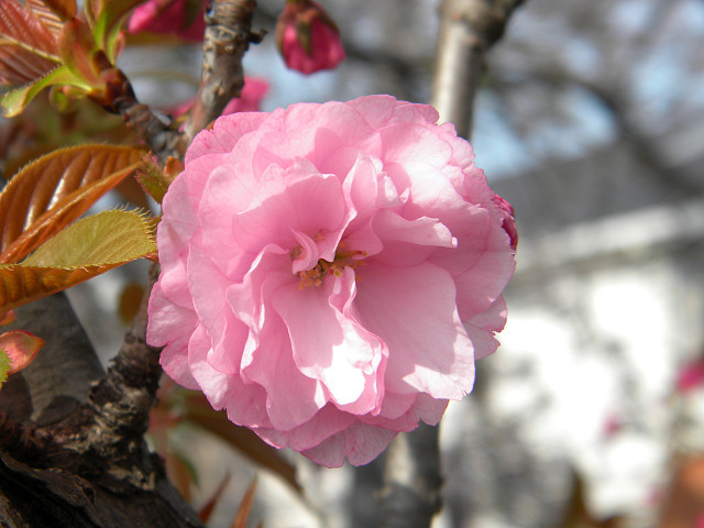 伊丹　八重桜