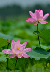 蓮華