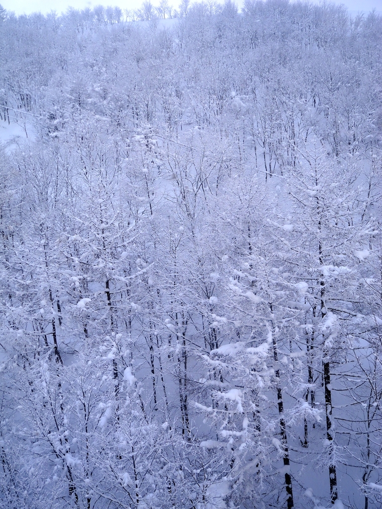 white forest