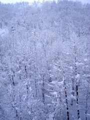 white forest