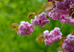 八重の桜