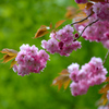 八重の桜