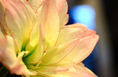 華