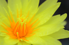 A yellow petal