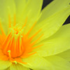A yellow petal