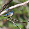 幸せの青い鳥