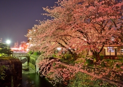 今年の桜