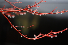 春雨