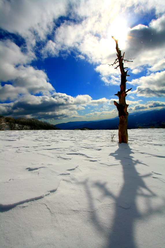 雪原の主