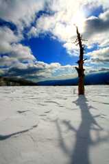 雪原の主