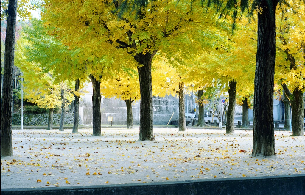 どこかの公園