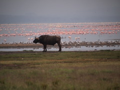 ナクル湖