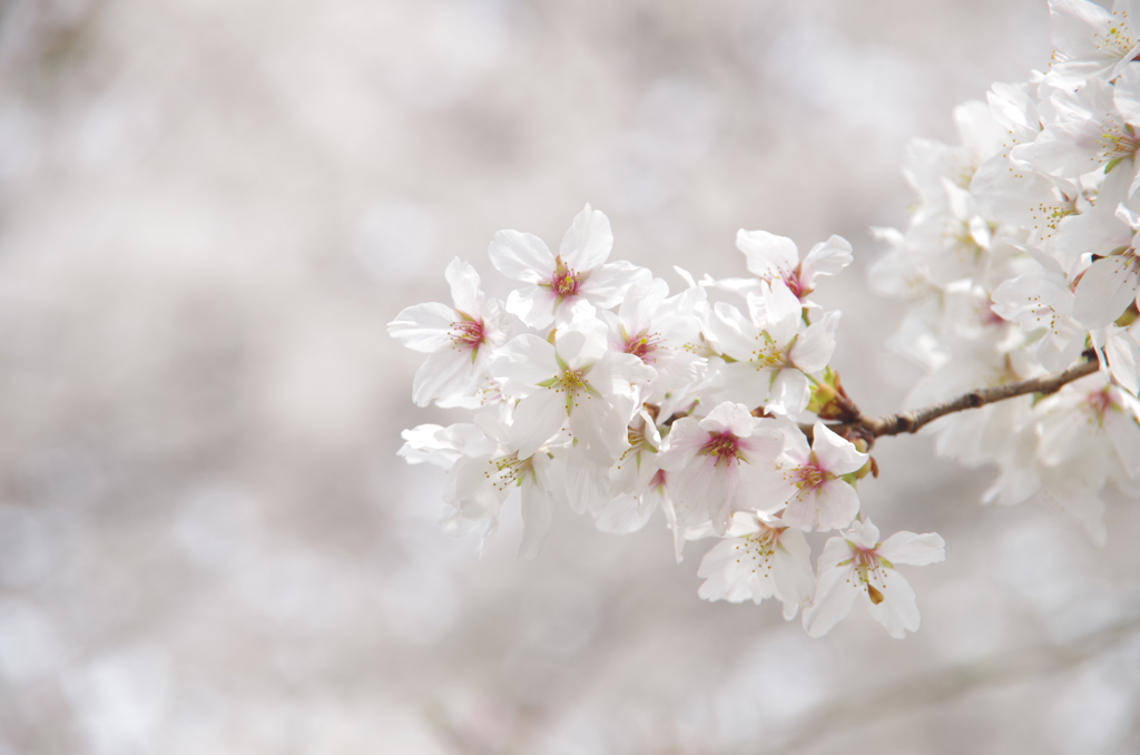 近所の桜①
