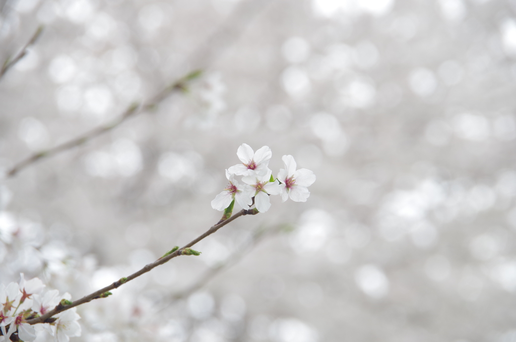 近所の桜④