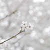 近所の桜④