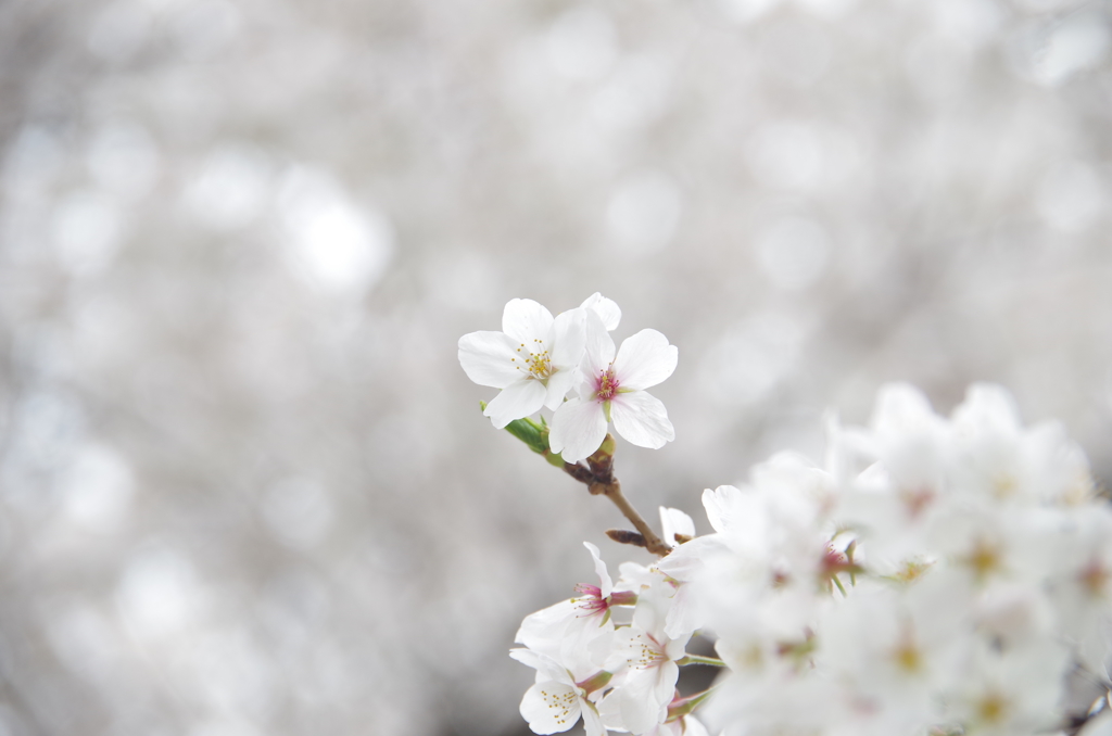 近所の桜③