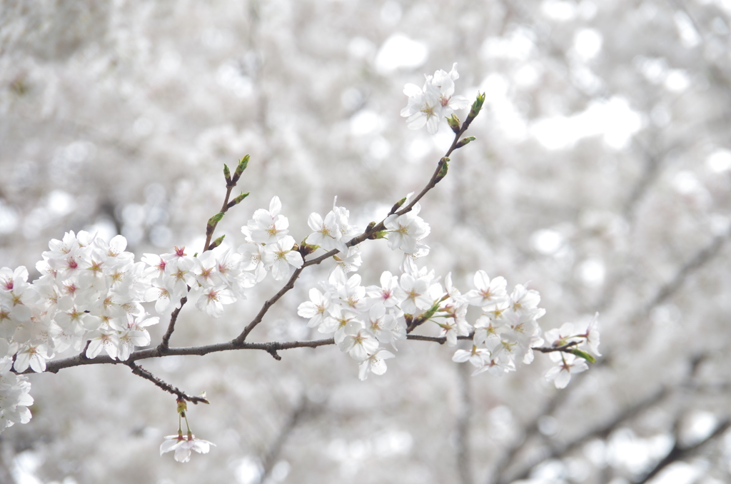 近所の桜②