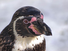 綺麗な顔立ちのペンギン