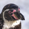 綺麗な顔立ちのペンギン