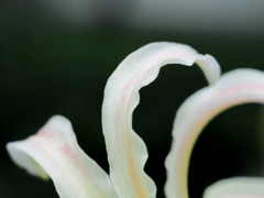 飴細工のような花びら